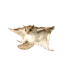 ree